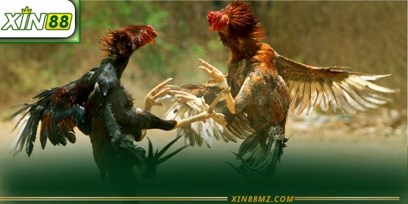 Đá gà trực tiếp xin88 - Trải nghiệm kịch tính chuẩn nhất