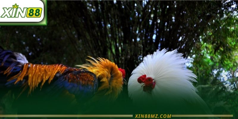 Đá gà trực tiếp xin88 - Trải nghiệm kịch tính chuẩn nhất