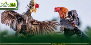 Thuật Ngữ Đá Gà Xin88 - Kiến Thức Cần Biết Cho Một Trận Đấu Rực Lửa