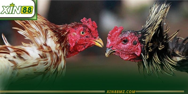 Thuật Ngữ Đá Gà Xin88 - Kiến Thức Cần Biết Cho Một Trận Đấu Rực Lửa