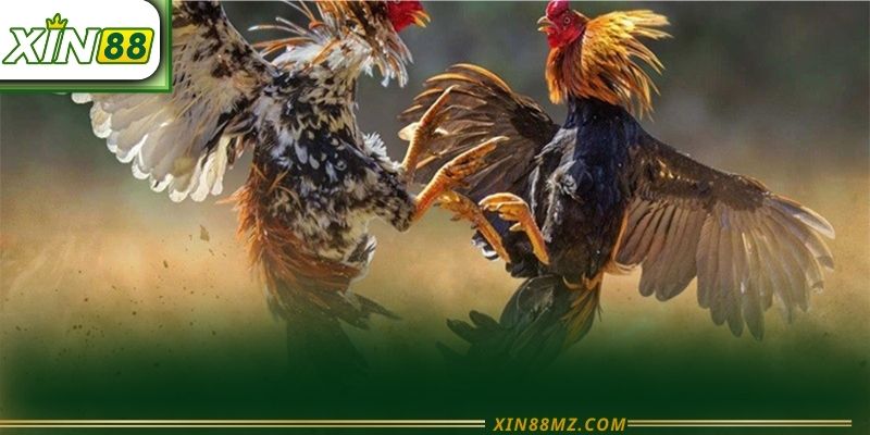 Thuật Ngữ Đá Gà Xin88 - Kiến Thức Cần Biết Cho Một Trận Đấu Rực Lửa